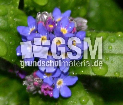 Vergissmeinnicht-5.jpg